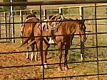 Just a couple of the ranch horses...resting.