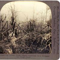 Click image for larger version

Name:	Belleau Wood photo.jpg‎
Views:	657
Size:	25.8 KB
ID:	8966