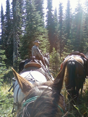 headed in with panireds on the horses to get the meat out