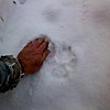 Wolf Track by montana in Members Gallery