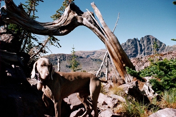 Rooge Me Pup with Graywolf peak in the background