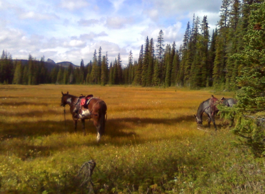 Hunting Trip..horses staked in a slew at about 6500 elevation