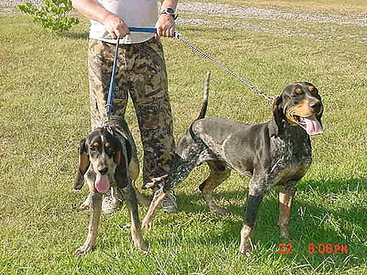 Coon Hounds by Quinbo in Members Gallery
