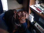 brownie my female doberman she was about 3 years old when this was taken